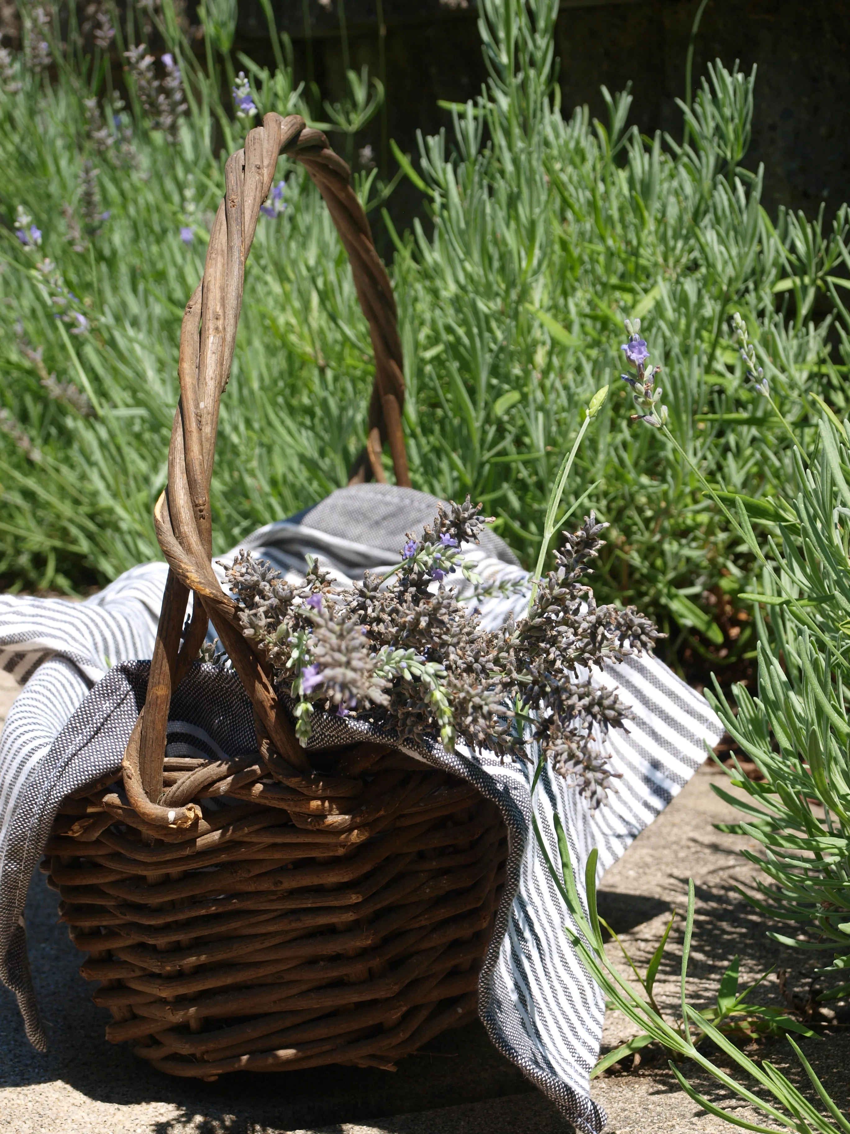 LAVENDER FOUGERE - Natural Botanical Perfume - Timeless
