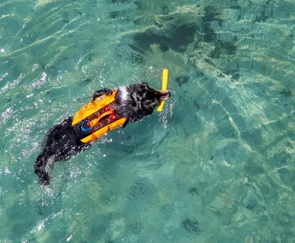 Protector Life Jacket